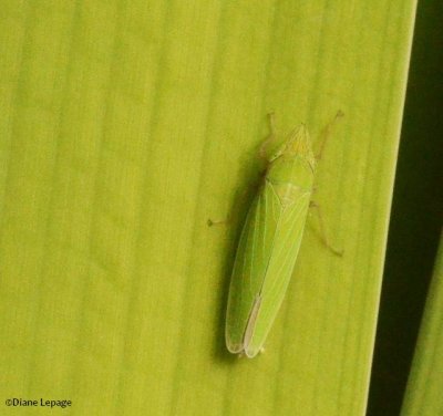Leafhopper (Draeculacephala sp.)