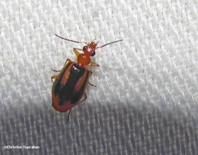 Ground beetle (Lebia solea)