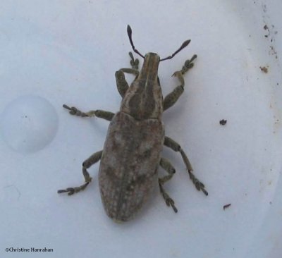 Large thistle weevil (Cleonis piger)