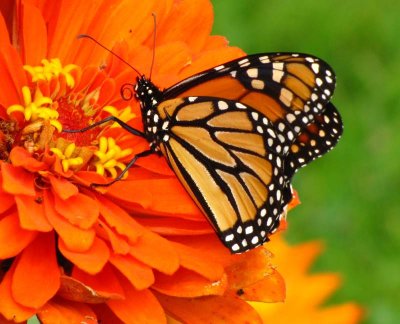 Monarch nectaring on zinnia