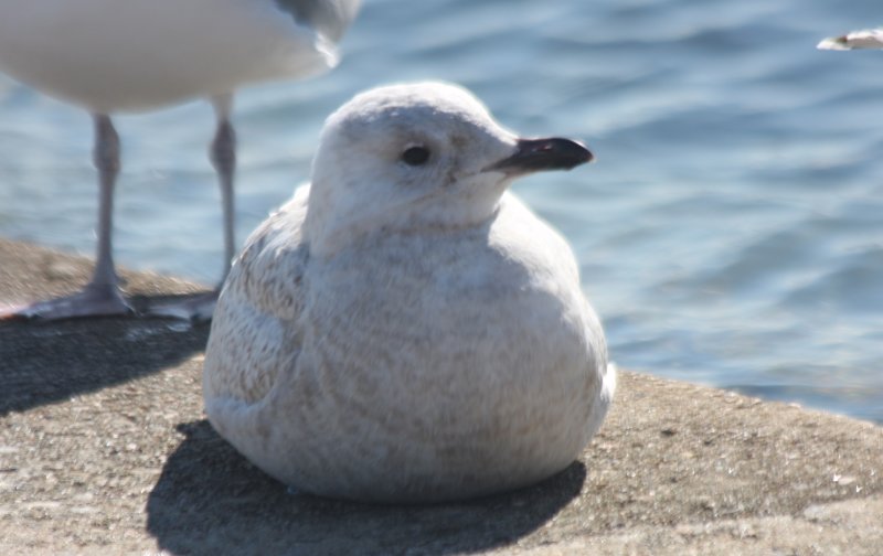 Iceland Gull - Plymouth, MA   3-3-2011