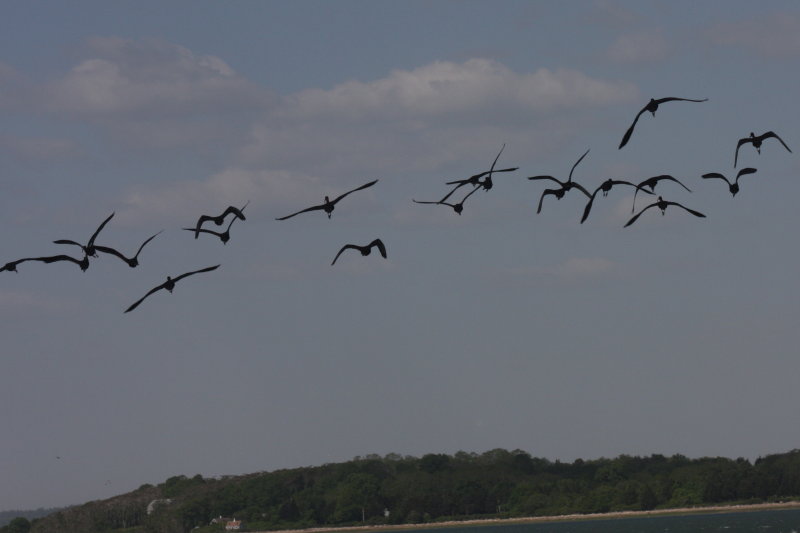 Flock of 24 Gossy Ibis on Duxbury Beach , MA - June 2, 2011 - 10