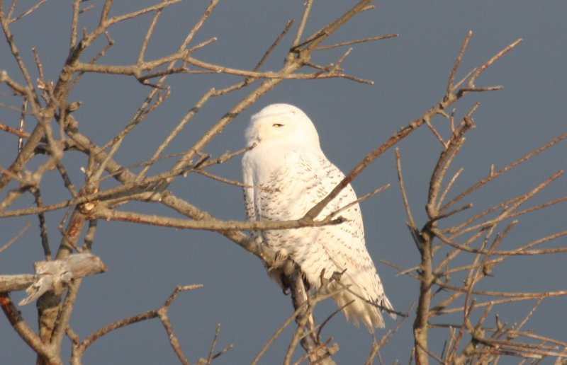 Snowy Owl - Duxbury Beach, MA  - Dec 30, 2011 - a