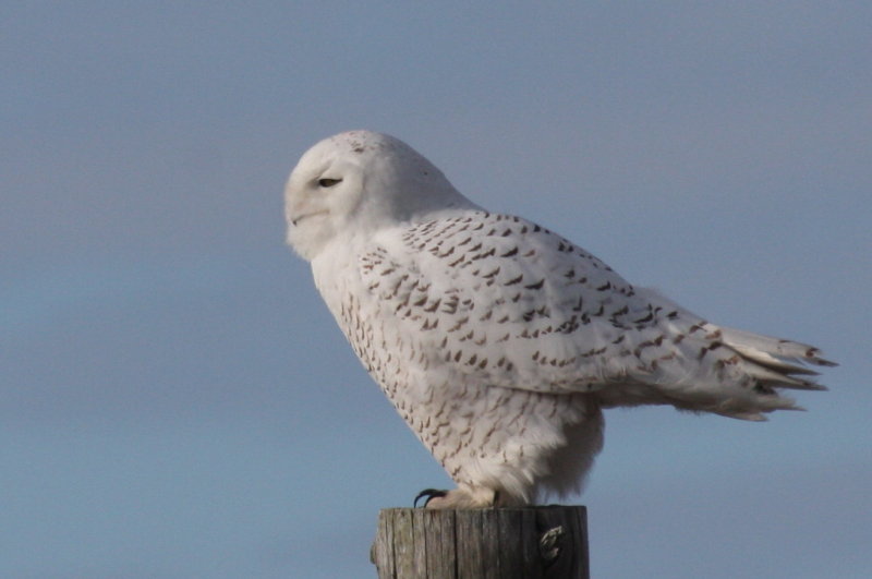 Snowy Owl - Duxbury Beach, MA - Jan. 9, 2012