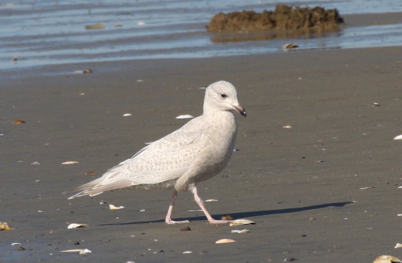 Kumliens Gull (1w)  2-10-2012 IMG_2699