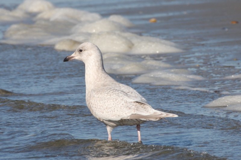 Kumliens Gull (1w)  2-10-2012 IMG_2727