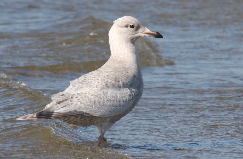 Kumliens Gull (1w)  2-10-2012  IMG_2768