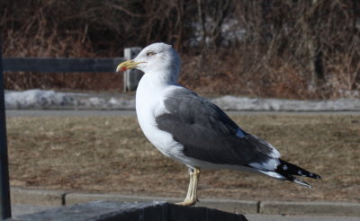 Lesser Black-backed Gull - Plymouth, MA   3-3-2011
