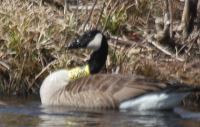 Canada Goose with yellow band/collar -  March13, 2011
