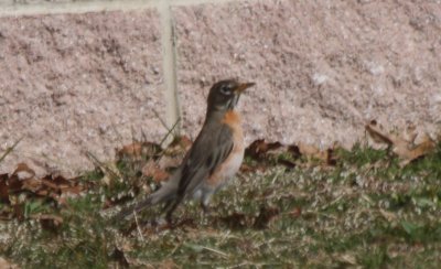 Leucistic American Robin - Duxbury MA  04-03-2011