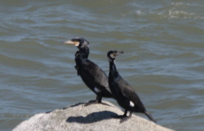 Great Cormorants - Duxbury Beach, MA   04-03-2011