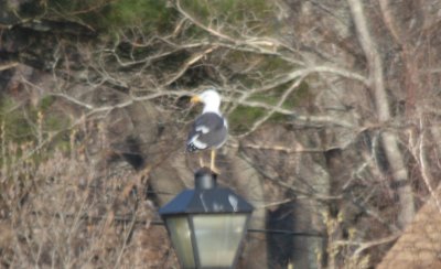 Lesser Black-backed Gull - Plymouth MA  04-07-2011