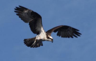 Osprey - Spooner Pond - Plymouth MA  04-07-2011