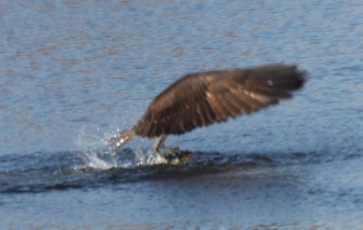 Osprey - Spooner Pond - Plymouth MA  04-07-2011