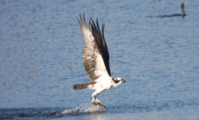 Osprey - Spooner Pond - Plymouth MA  04-07-2011