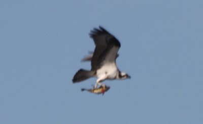 Osprey - Spooner Pond - Plymouth MA  04-07-2011