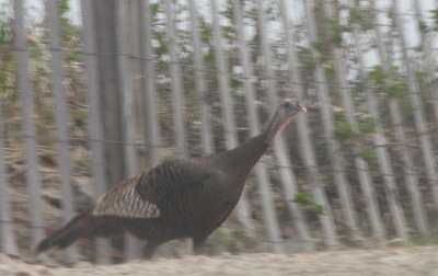Wild Turkey - Duxbury Beach, MA  04-26-2011