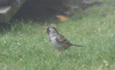 Harris's Sparrow - Duxbury Beach, MA   April 28, 2011