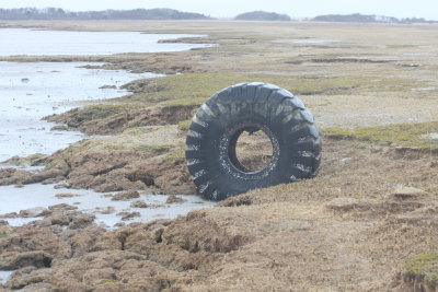 Huge tire on Saquish  April, 2011