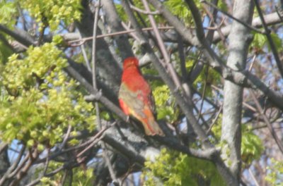 Summer Tanager -1yr - Duxbury Beach, MA   - 05-06-2011