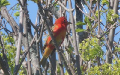 Summer Tanager -1yr - Duxbury Beach, MA - 05-06-2011