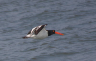 American Oystercatcher  Duxbury Beach, MA   05-07-2011
