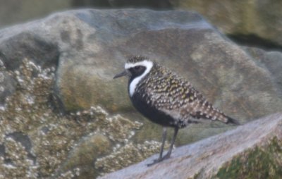 Am. Golden Plover - Duxbury Beach, MA   05-07-2011