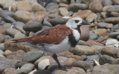 Leucistic Ruddy Turnstone - Duxbury Beach, MA  - 05-14-2011 [2661]