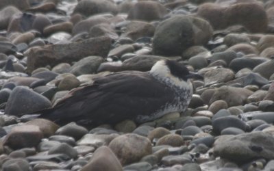 Pomarine Jaeger - Duxbury Beach MA 5-20-2011 - 3004