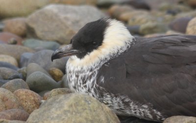 Pomarine Jaeger - Duxbury Beach MA 5-20-2011 - 3028