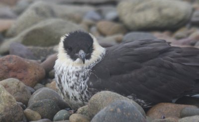 Pomarine Jaeger - Duxbury Beach MA 5-20-2011 - 3048