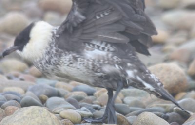 Pomarine Jaeger - Duxbury Beach MA 5-20-2011 - 3055