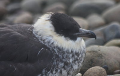 Pomarine Jaeger - Duxbury Beach MA 5-20-2011 - 3072