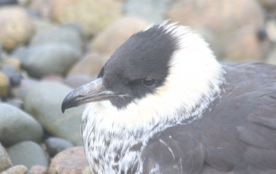 Pomarine Jaeger - Duxbury Beach MA 5-20-2011 - 3075