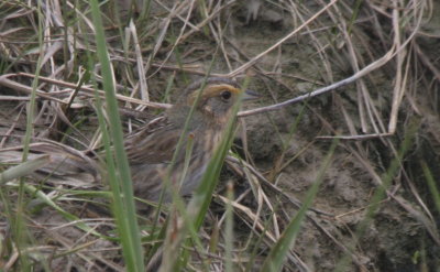 Nelson's Sparrow - Duxbury Beach, MA  - May 30, 2011