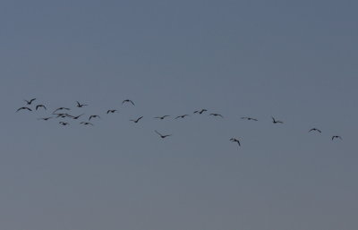 Flock of 24 Gossy Ibis on Duxbury Beach , MA - June 2, 2011 - 1