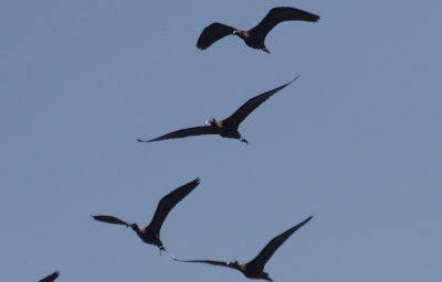 Flock of 24 Gossy Ibis on Duxbury Beach , MA - June 2, 2011 - 3