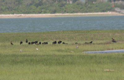 Flock of 24 Gossy Ibis on Duxbury Beach , MA - June 2, 2011 - 4