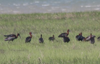 Flock of 24 Gossy Ibis on Duxbury Beach , MA - June 2, 2011 - 6