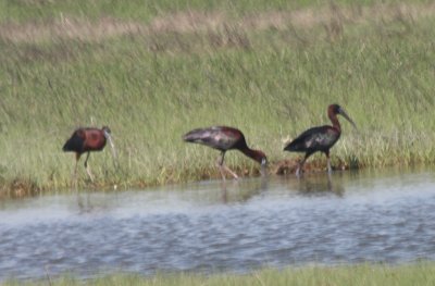 Flock of 24 Gossy Ibis on Duxbury Beach , MA - June 2, 2011 - 7