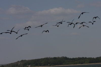 Flock of 24 Gossy Ibis on Duxbury Beach , MA - June 2, 2011 - 10