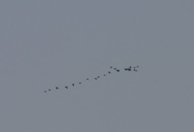 Flock of 24 Gossy Ibis on Duxbury Beach , MA - June 2, 2011 -11