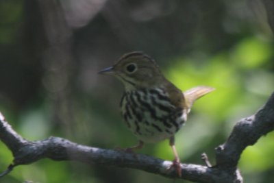 Ovenbird - Duxbury Beach, MA - June 8, 2011