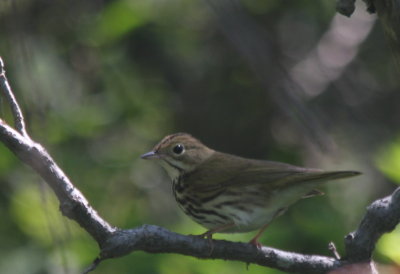 Ovenbird - Duxbury Beach, MA - June 8, 2011