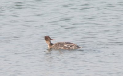 Red-br. Merganser - Duxbury Beach, MA - June 8, 2011