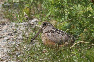 American Woodcock - adult - Duxbury Beach, MA - June 15, 2011 (photo 2 of 3)