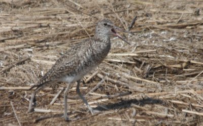 Eastern Willet - Duxbury Beach, MA - June 15, 2011