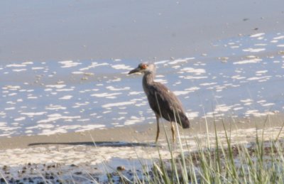 Yellow-crowned Night Heron (1st summer) - Bluefish River, Duxbury MA -July 1, 2011