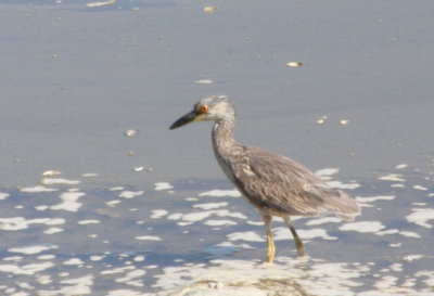 Yellow-crowned Night Heron (1st summer) - Bluefish River, Duxbury MA -July 1, 2011