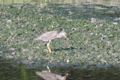 Yellow-crowned Night Heron (1st summer) - Aug. 2, 2011 - Bluefish river, Duxbury, MA